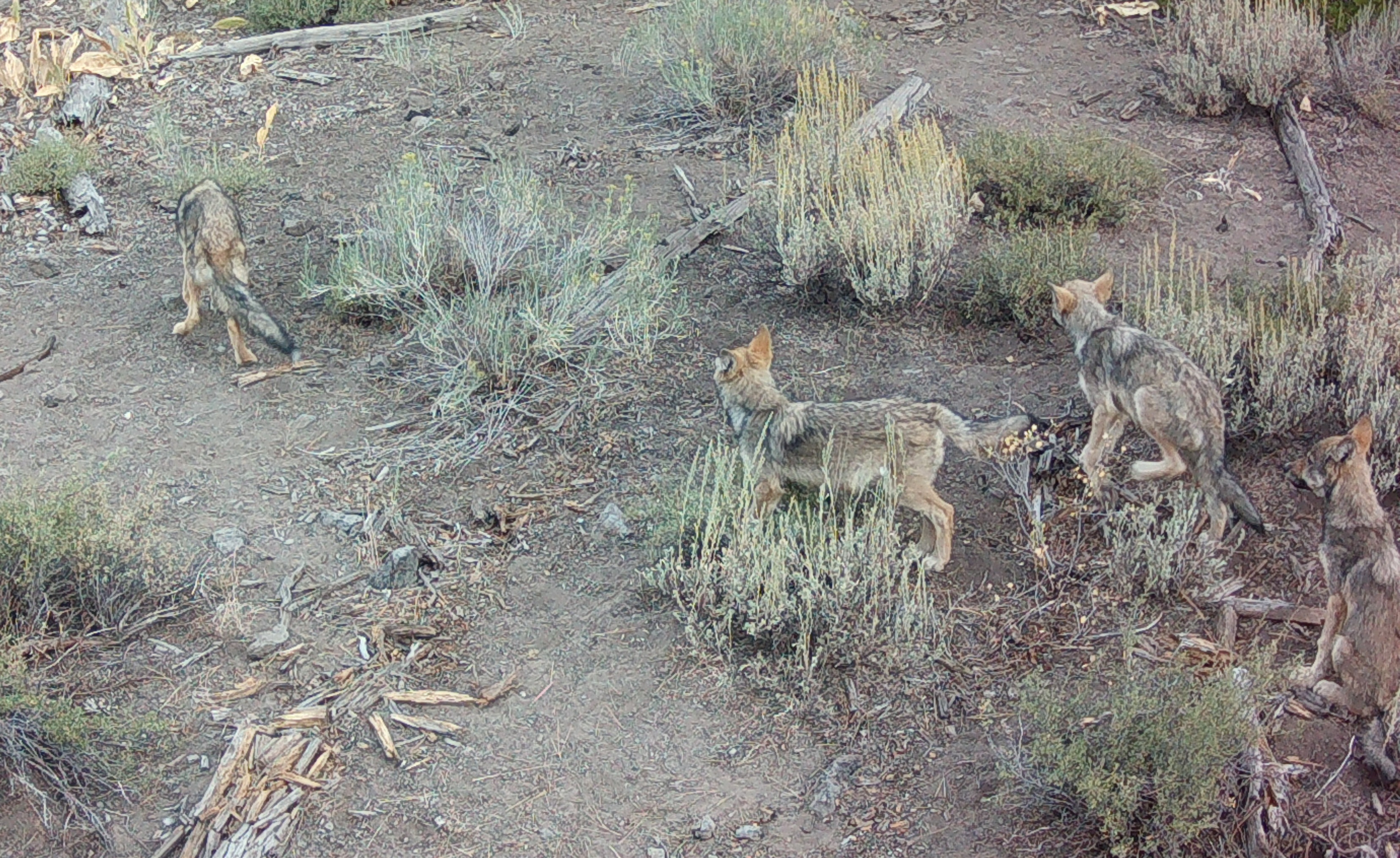 Trail camera photo of wolf pups from the Long Valley pack